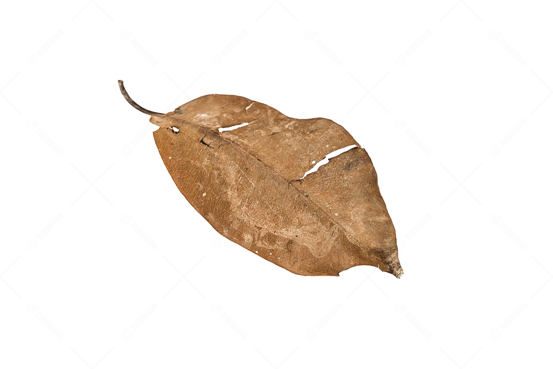 Folha seca no fundo isolado Traçado de recorte