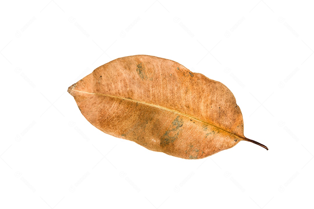Folha seca no fundo isolado Traçado de recorte