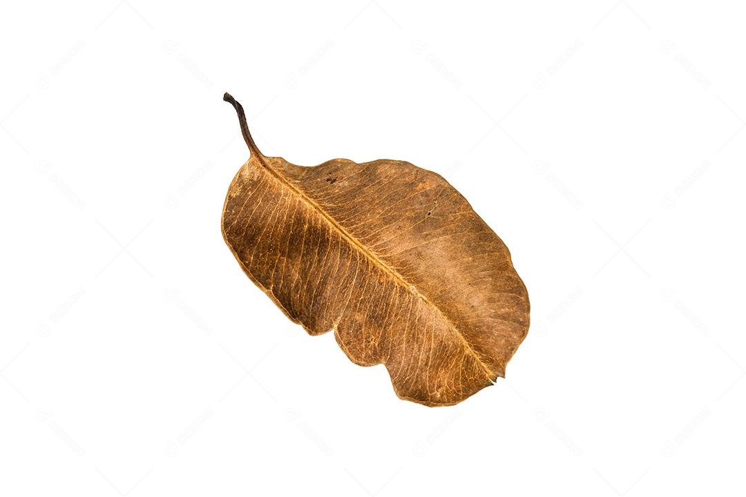 Folha seca no fundo isolado Traçado de recorte