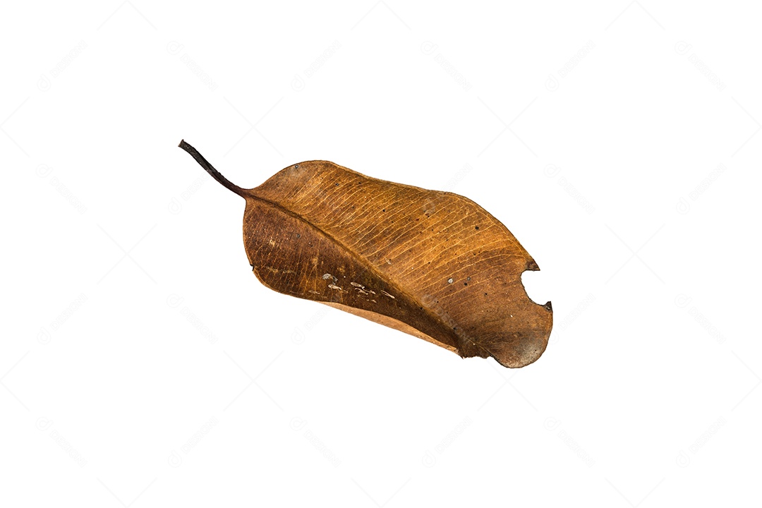 Folha seca no fundo isolado Traçado de recorte