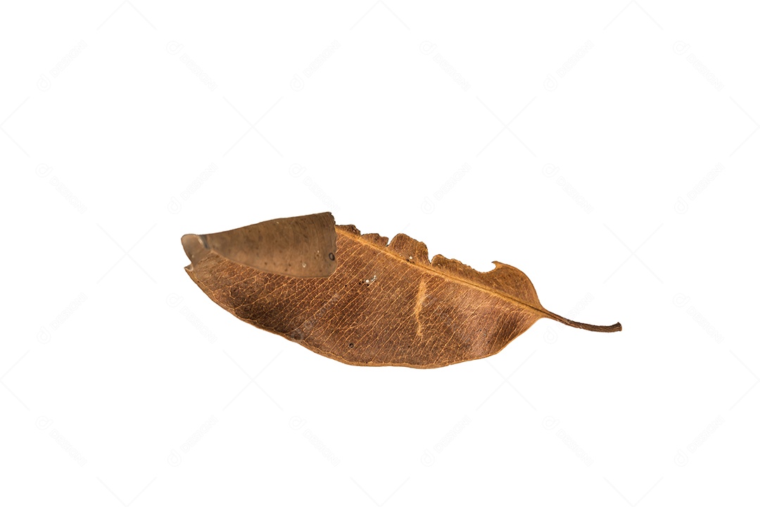 Folha seca no fundo isolado Traçado de recorte