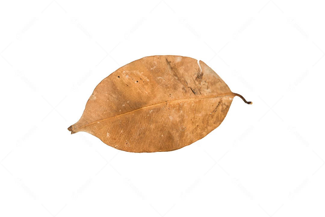 Folha seca no fundo isolado Traçado de recorte