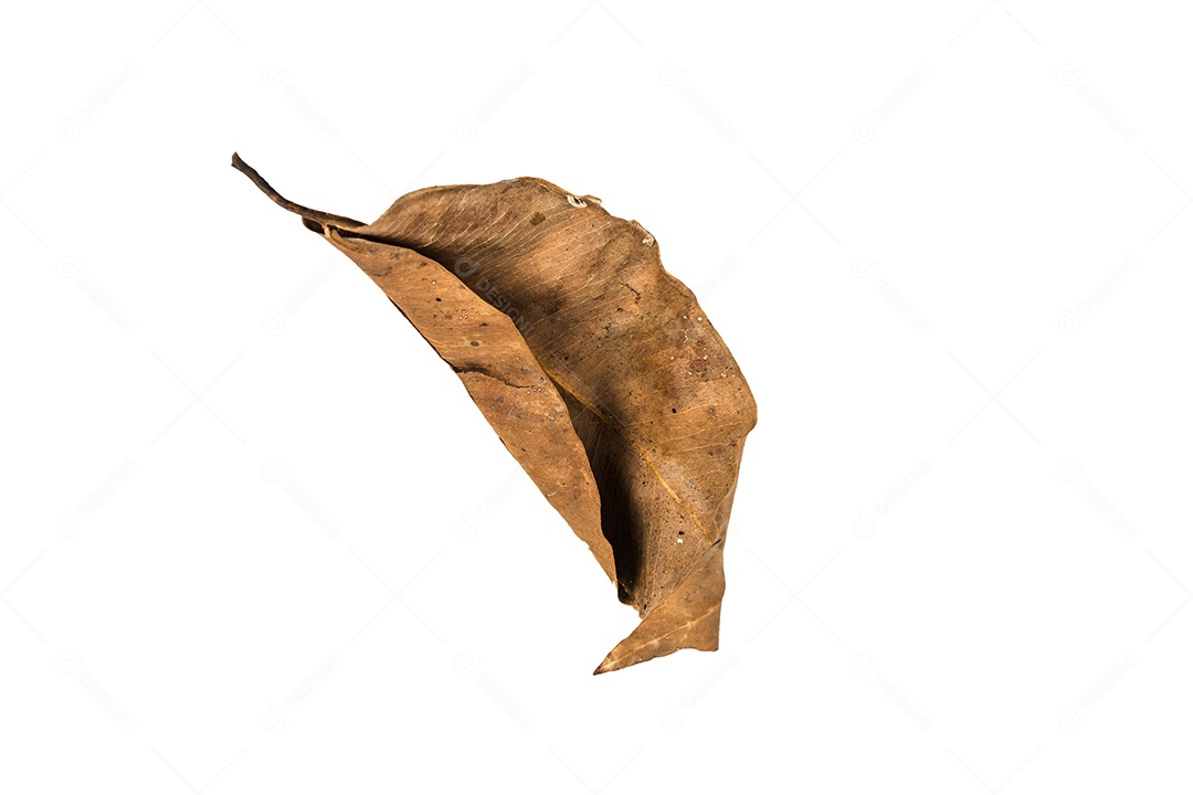 Folha seca no fundo isolado Traçado de recorte