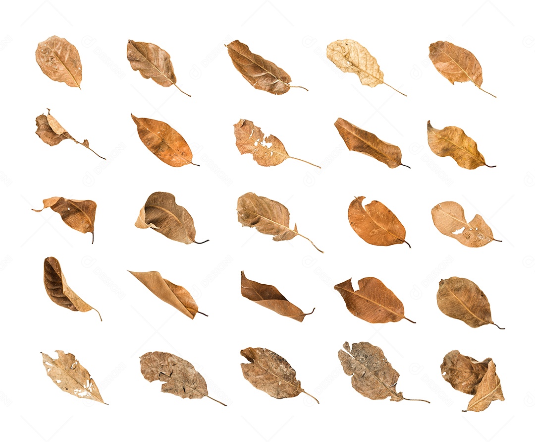 Folha seca no fundo isolado Traçado de recorte