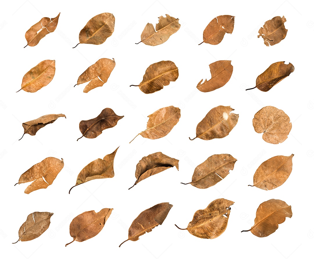 Folha seca no fundo isolado Traçado de recorte