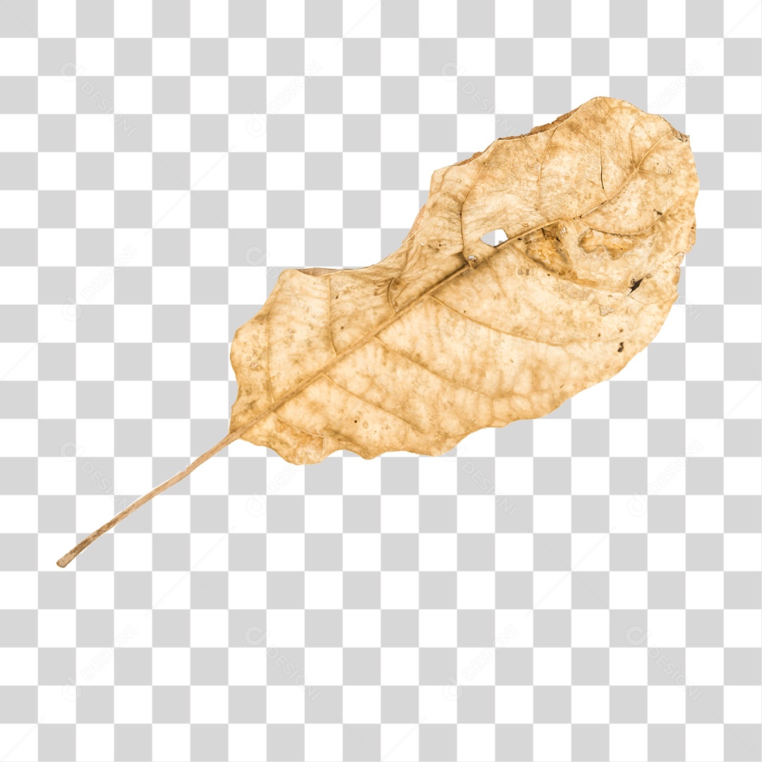 Folha seca de árvore PNG transparente