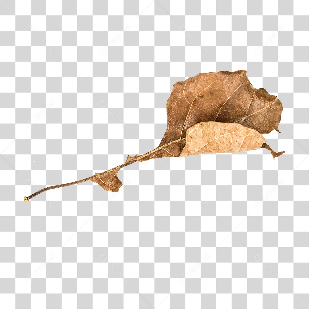 Folha seca de árvore PNG transparente
