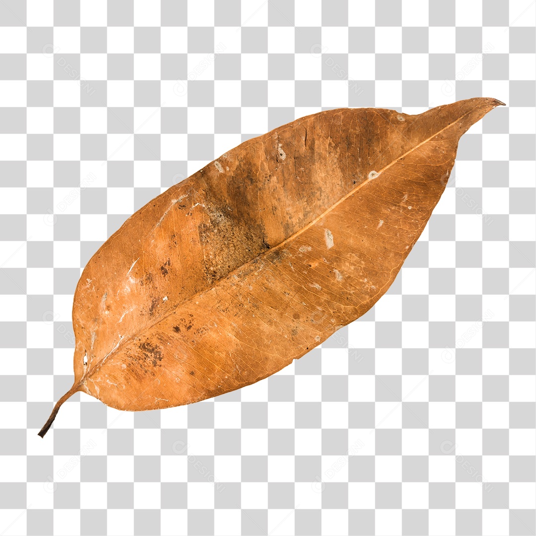 Folha seca de árvore PNG transparente