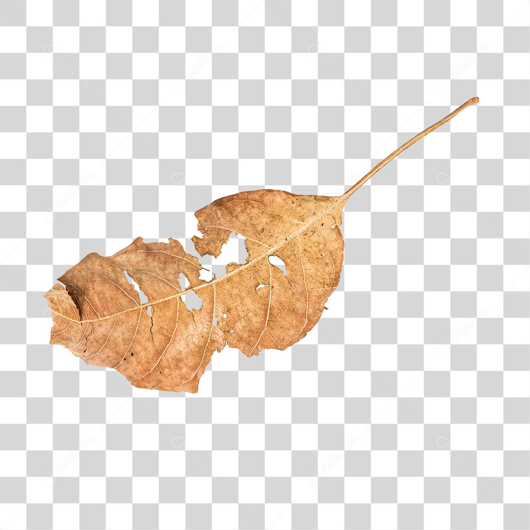 Folha seca de árvore PNG transparente