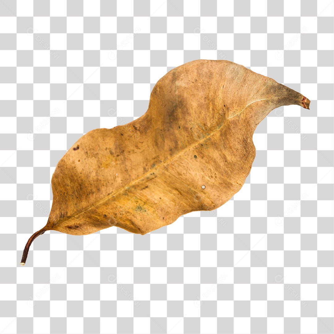 Folha seca de árvore PNG transparente