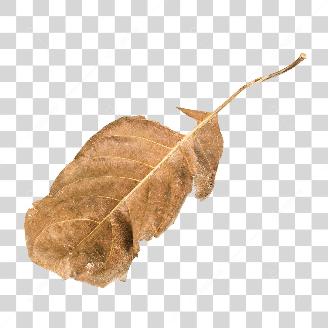 Folha seca de árvore PNG transparente
