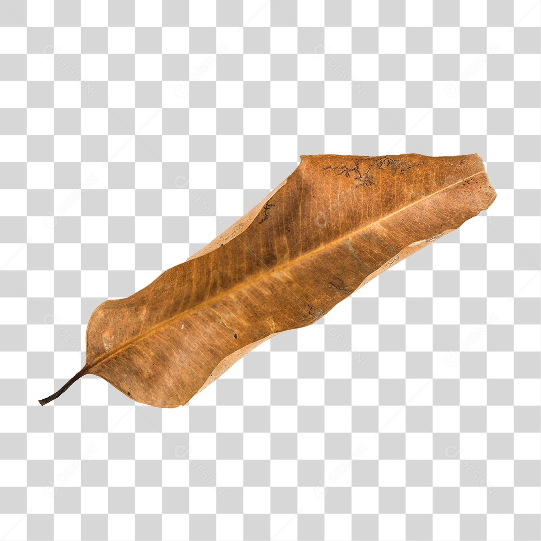 Folha seca de árvore PNG transparente