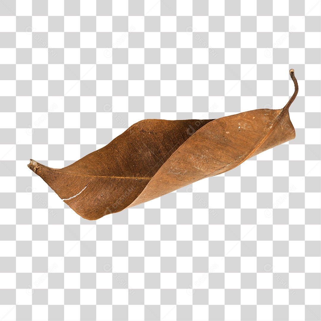 Folha seca de árvore PNG transparente