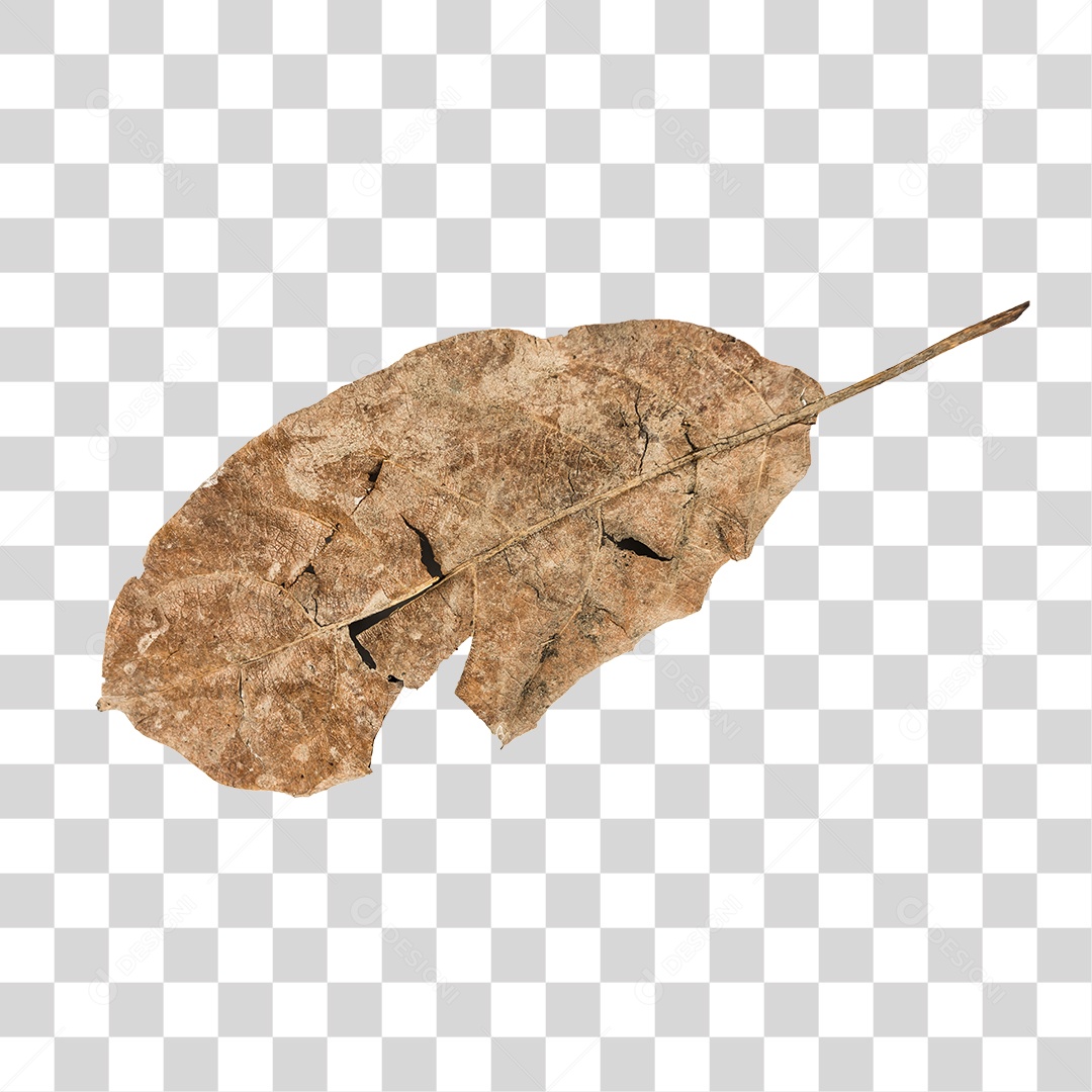 Folha seca de árvore PNG transparente