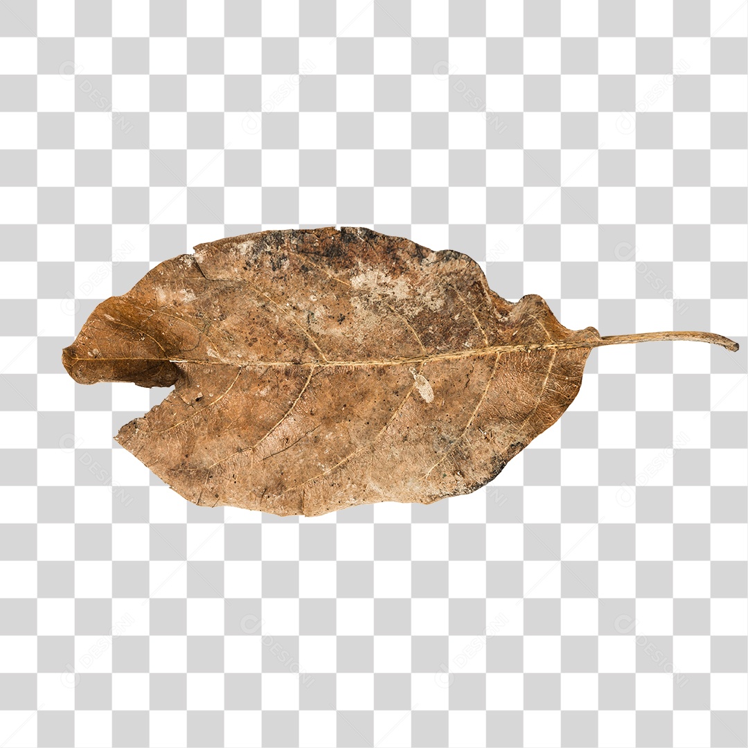 Folha seca de árvore PNG transparente