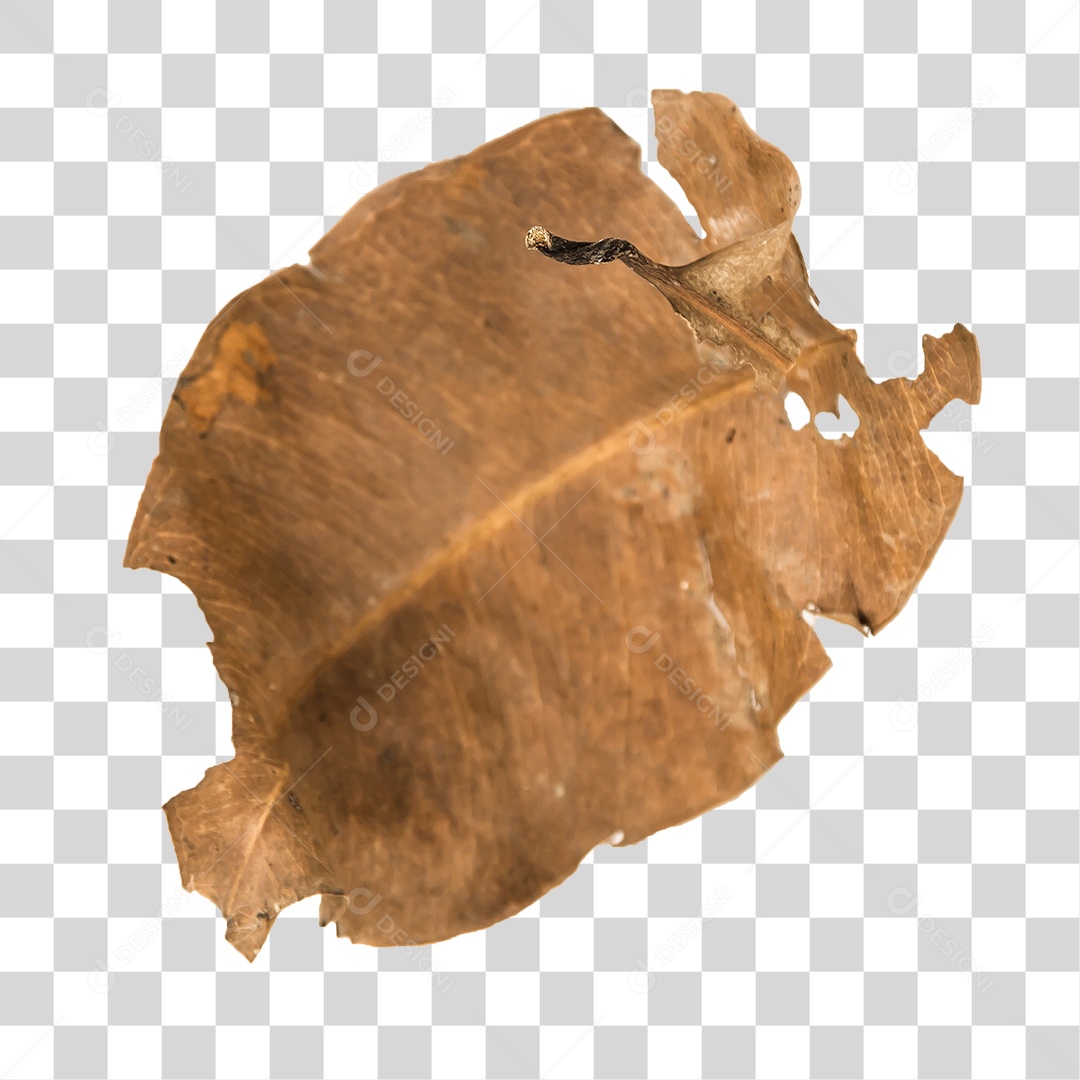 Folha seca de árvore PNG transparente