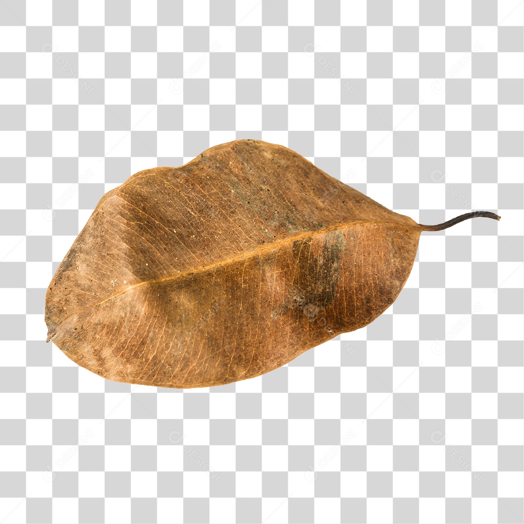 Folha seca de árvore PNG transparente