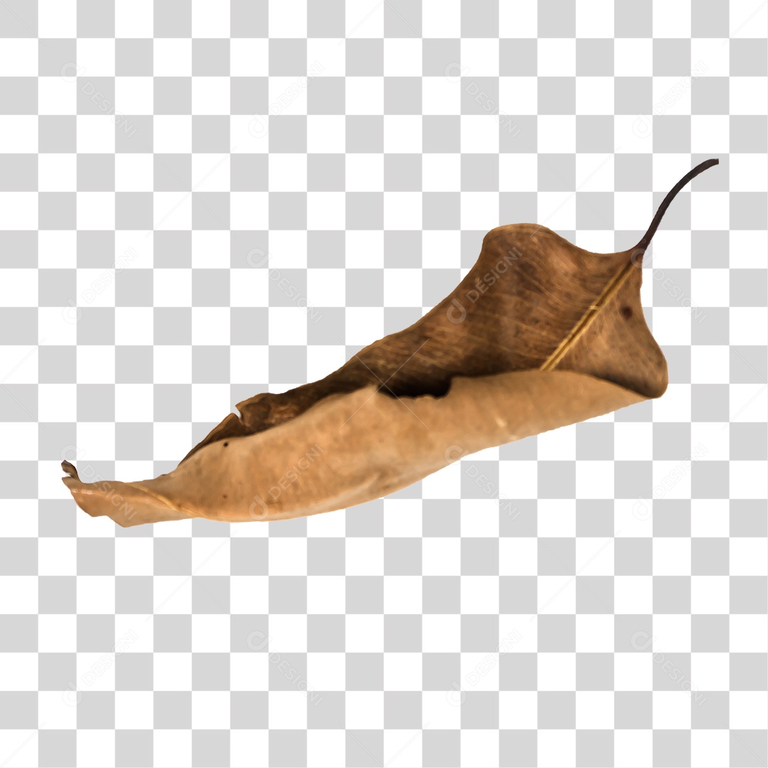 Folha seca de árvore PNG transparente