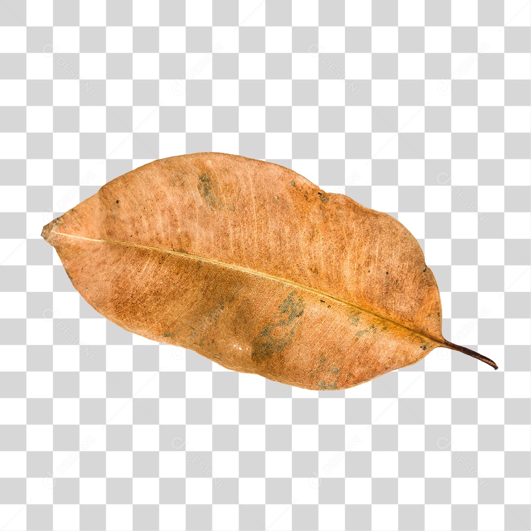 Folha seca de árvore PNG transparente