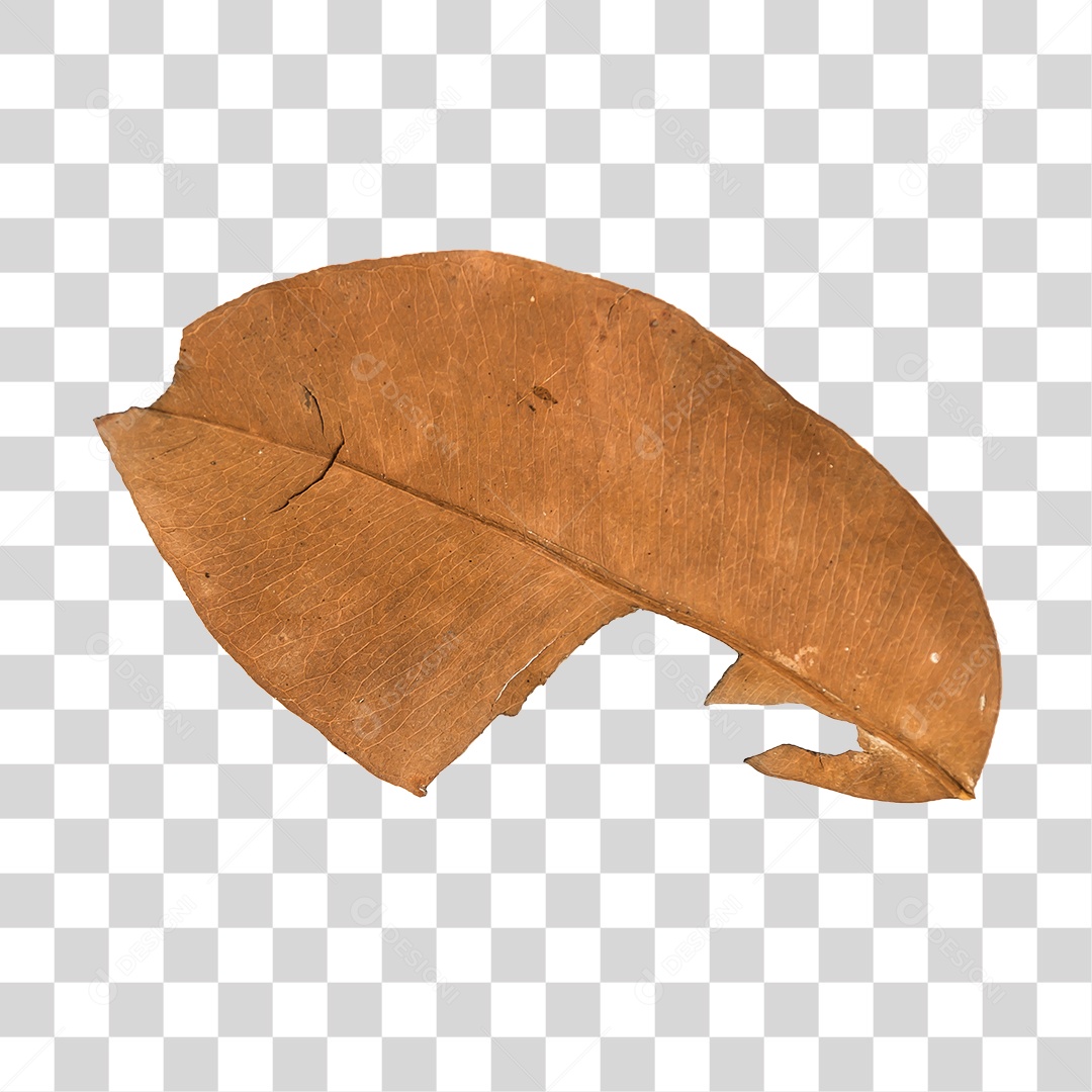 Folha seca de árvore PNG transparente