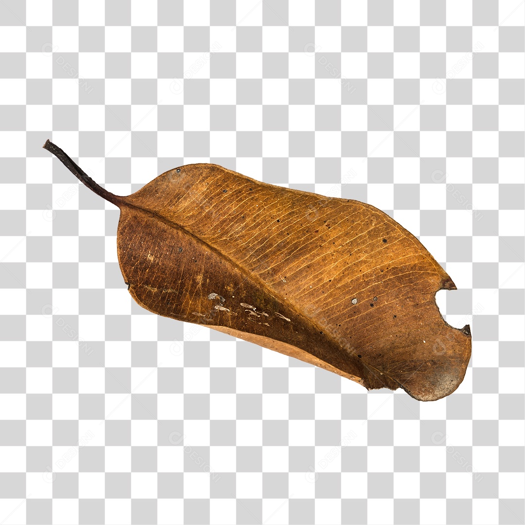 Folha seca de árvore PNG transparente