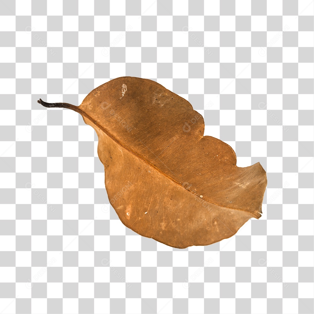 Folha seca de árvore PNG transparente