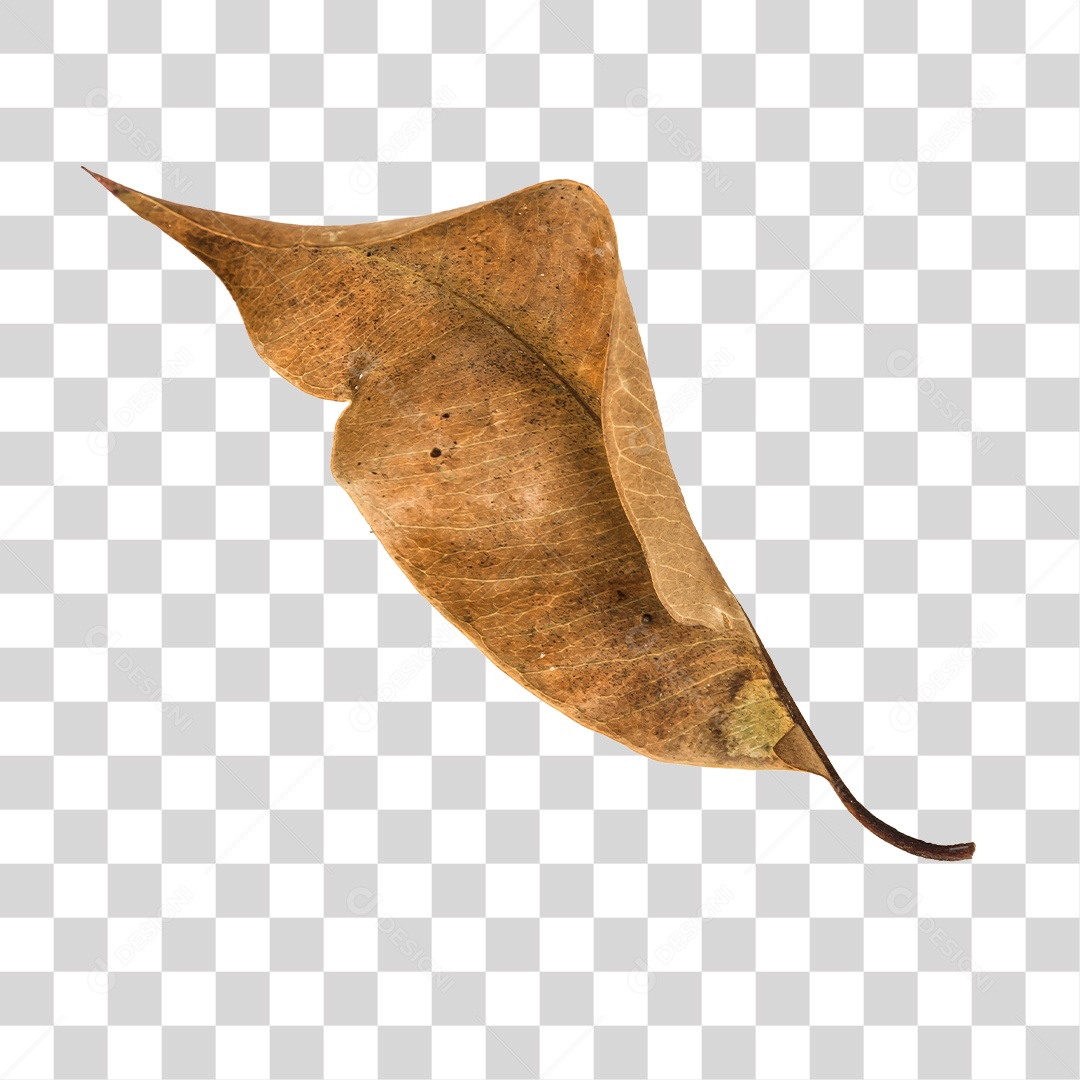 Folha seca de árvore PNG transparente
