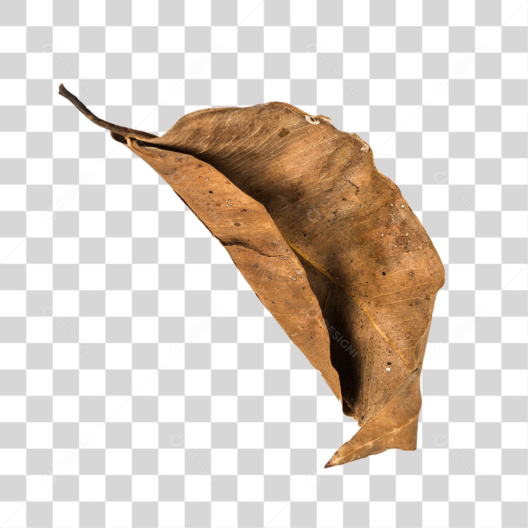 Folha seca de árvore PNG transparente