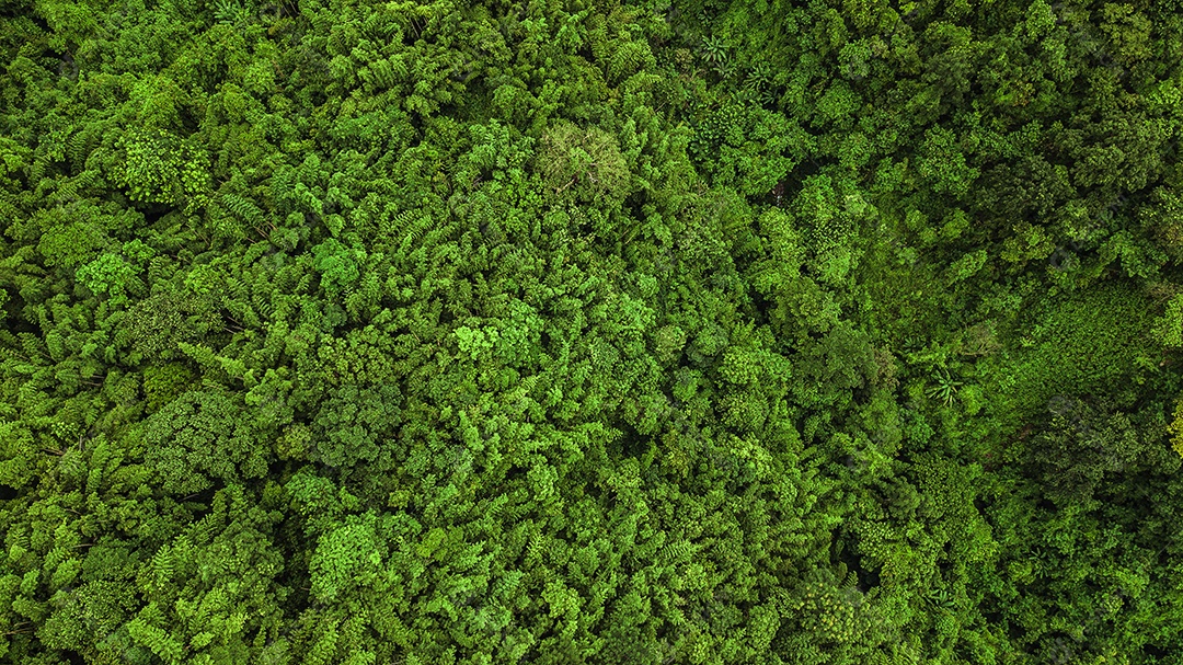 Vista aérea da floresta e da montanha.