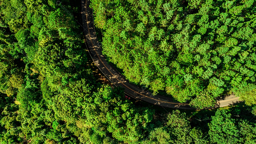 Vista aérea da estrada ou ponte está no meio de uma floresta.