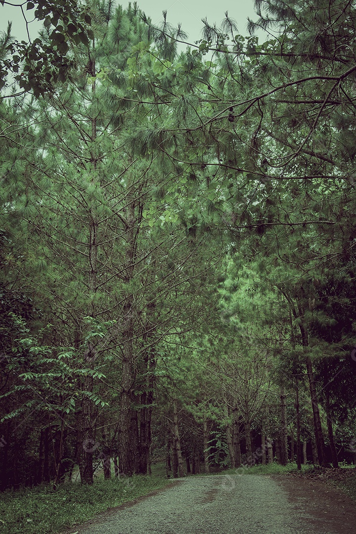 Estrada na floresta de pinheiros.