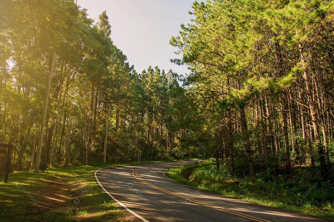 Estrada na floresta de pinheiros.