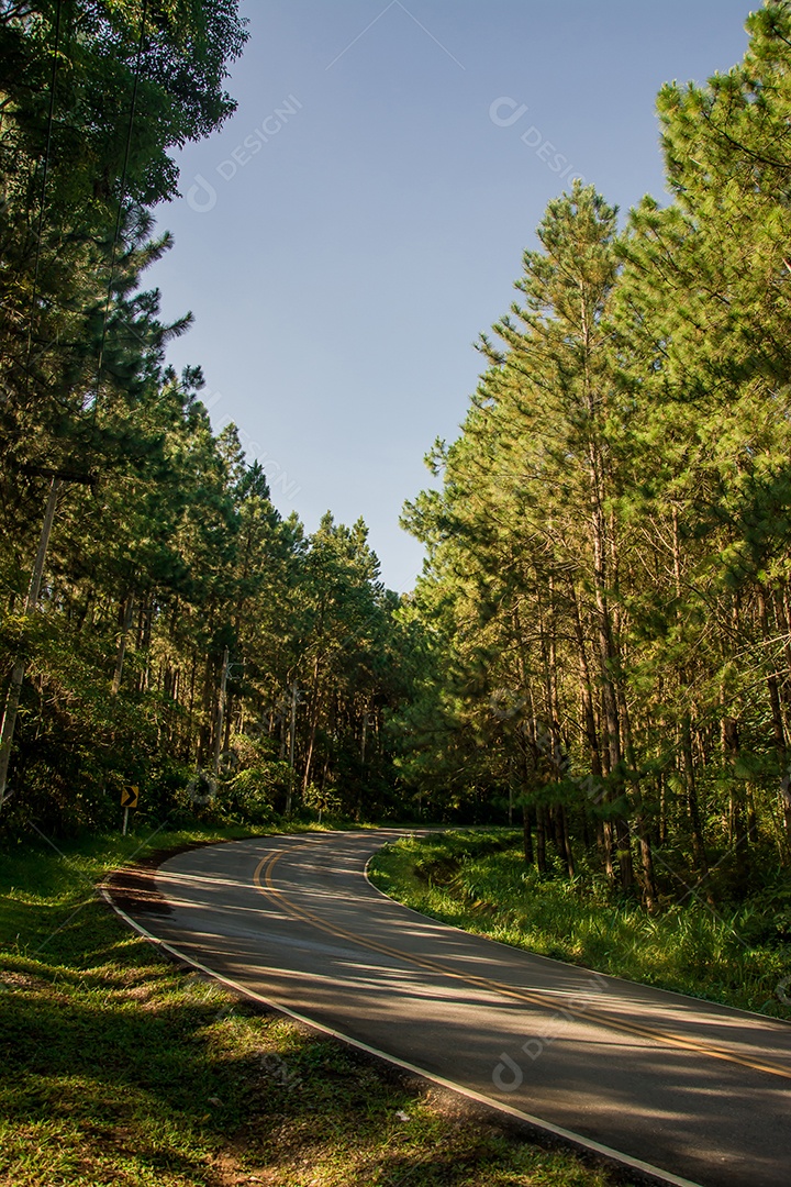 Estrada na floresta de pinheiros.