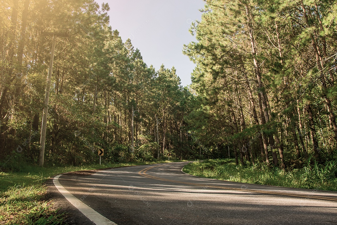 Estrada na floresta de pinheiros.