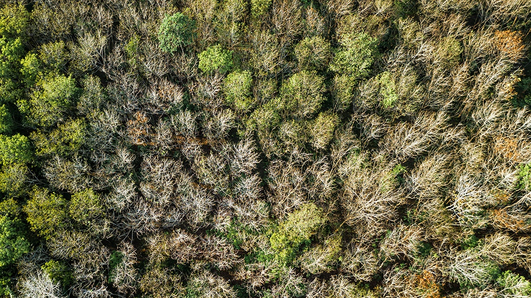 Uma vista aérea da floresta.
