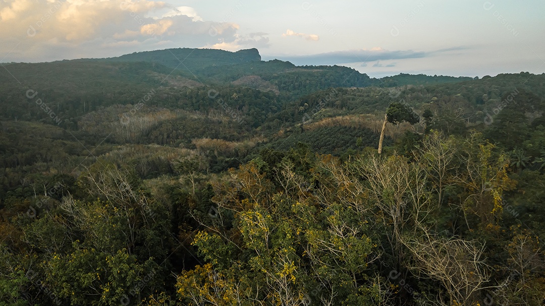 Uma vista aérea da floresta.