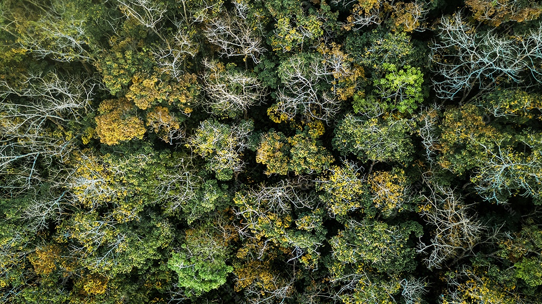 Uma vista aérea da floresta.