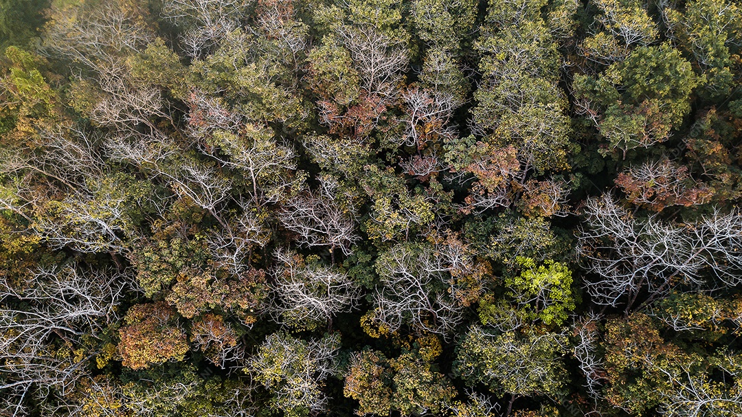 Uma vista aérea da floresta.