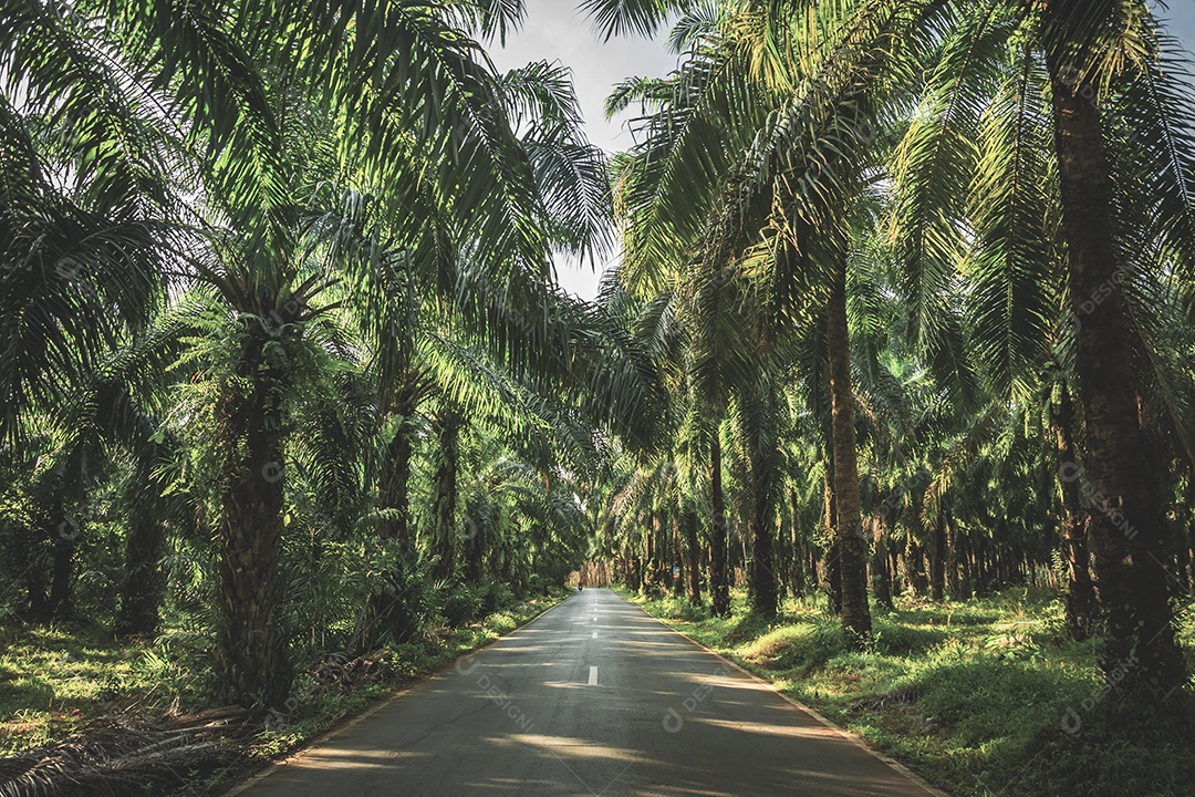 Jardim de palmeiras, plantação em plantação Palmeira em tropical