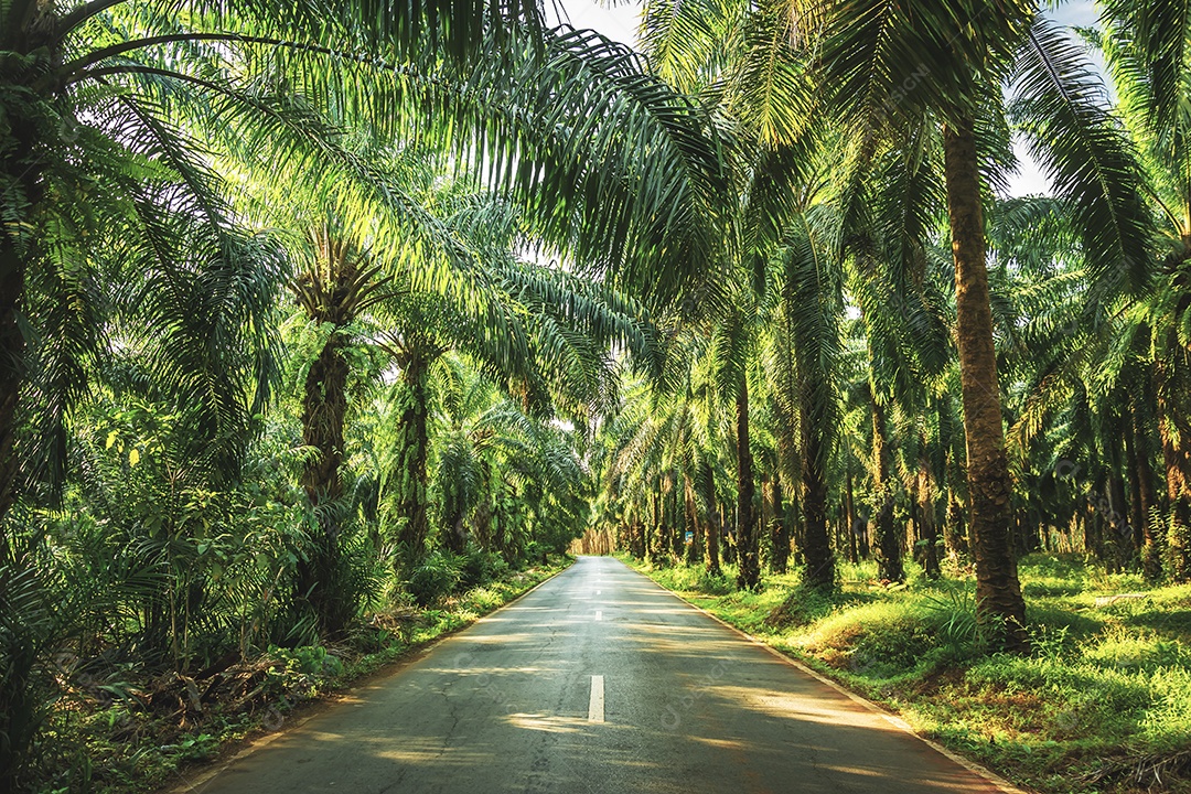 Jardim de palmeiras, plantação em plantação Palmeira em tropical
