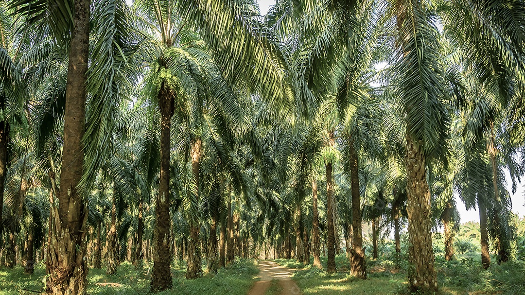 Palm tree garden, plantation in Palmeira plantation in tropical