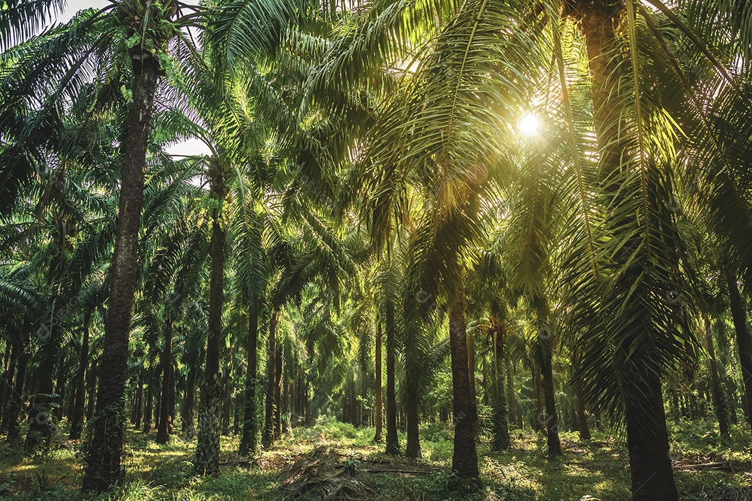 Jardim de palmeiras, plantação em plantação Palmeira em tropical