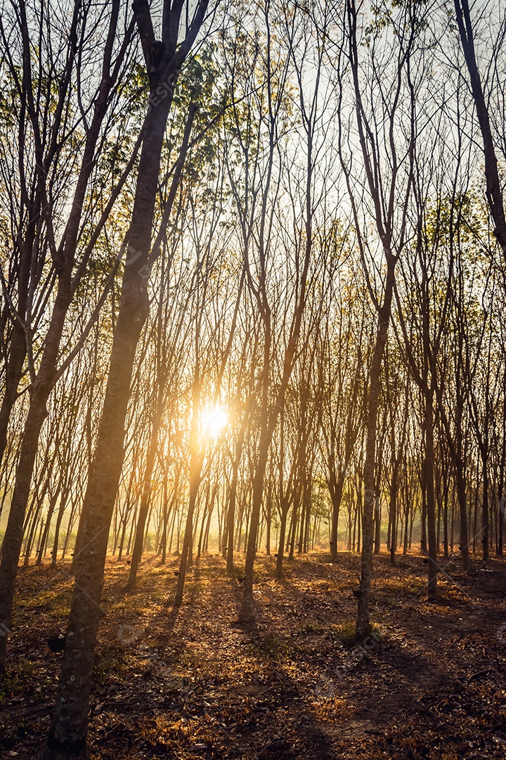 Árvores da floresta arborizada iluminadas pela luz do sol dourada antes do pôr do sol com raios de sol derramando através de árvores no chão da floresta