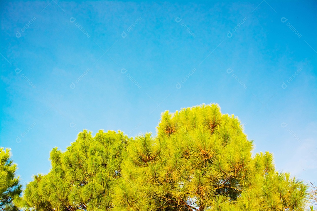 pinheiros e céu azul