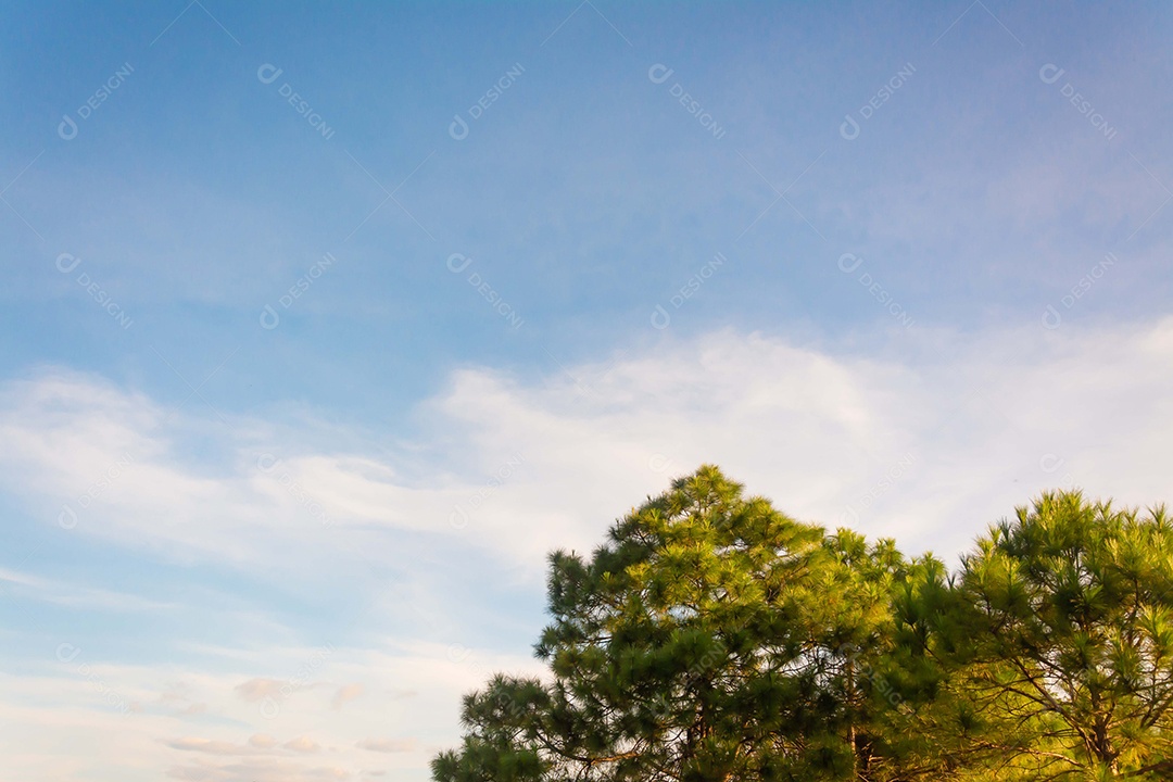pinheiros e céu azul