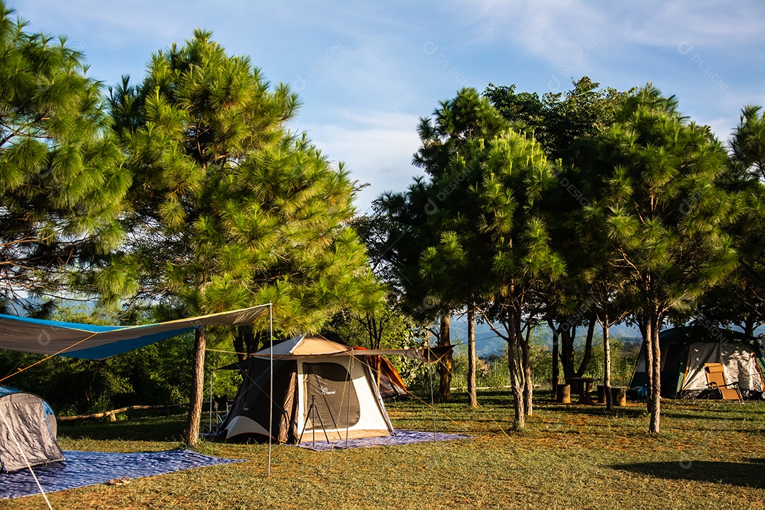 pinheiros e céu azul acampamento