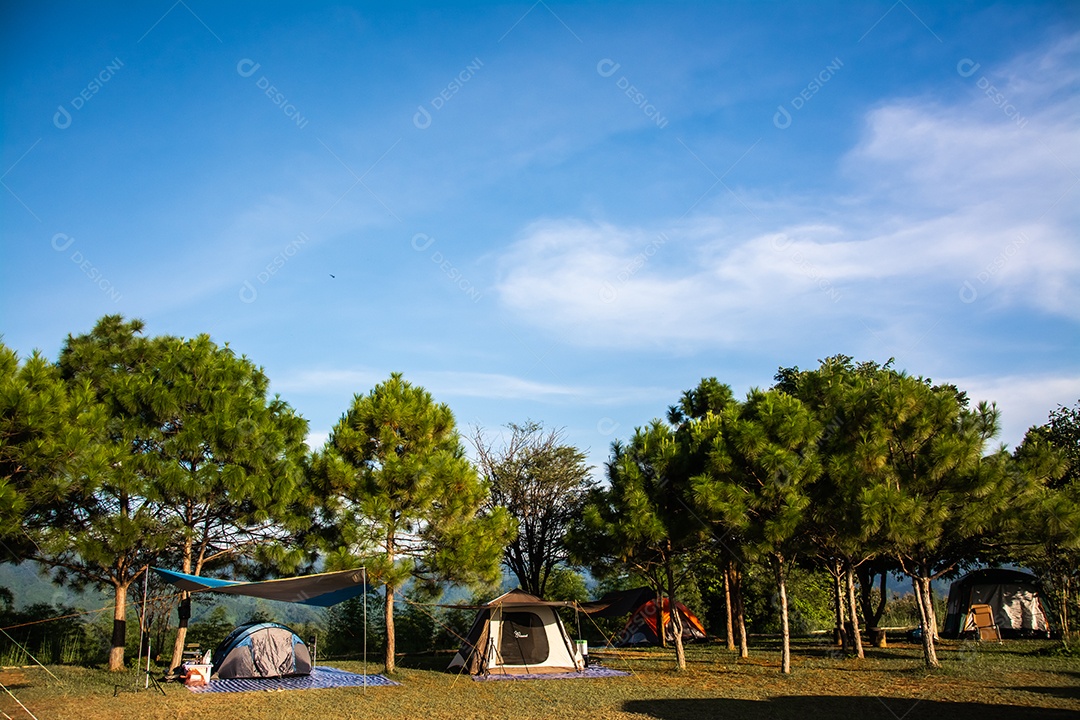 pinheiros e céu azul acampamento