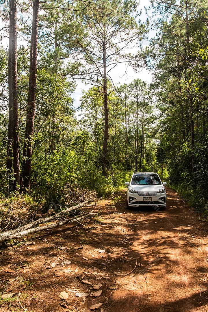 Olhe para cima na floresta de pinheiros Tailândia