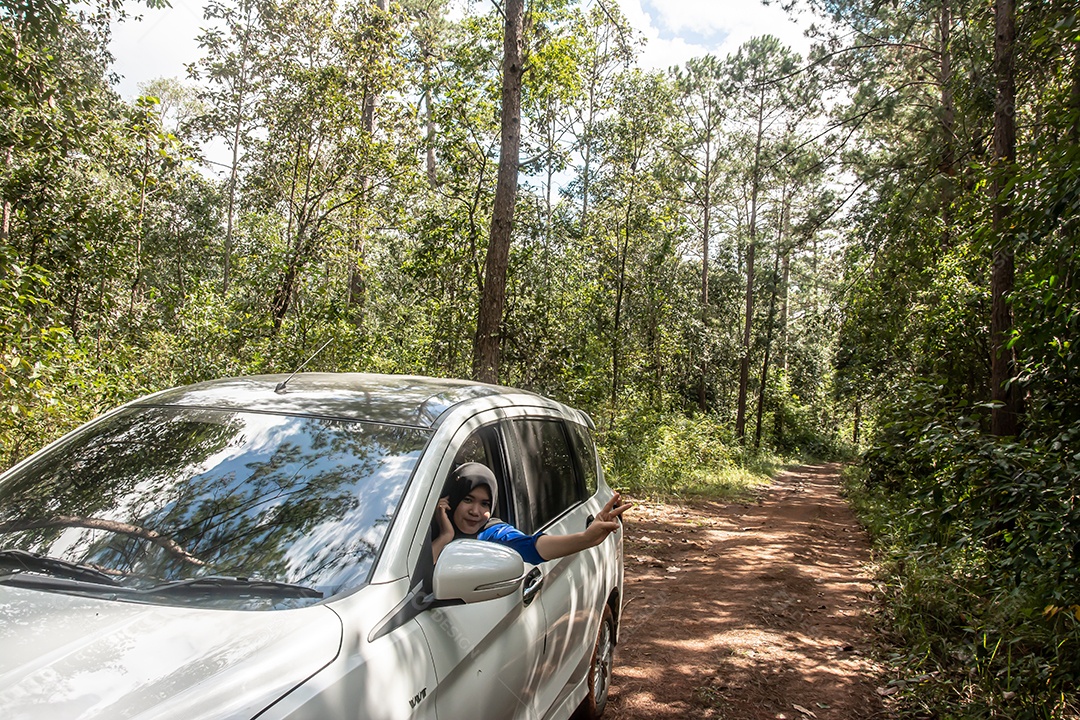 Olhe para cima na floresta de pinheiros Tailândia