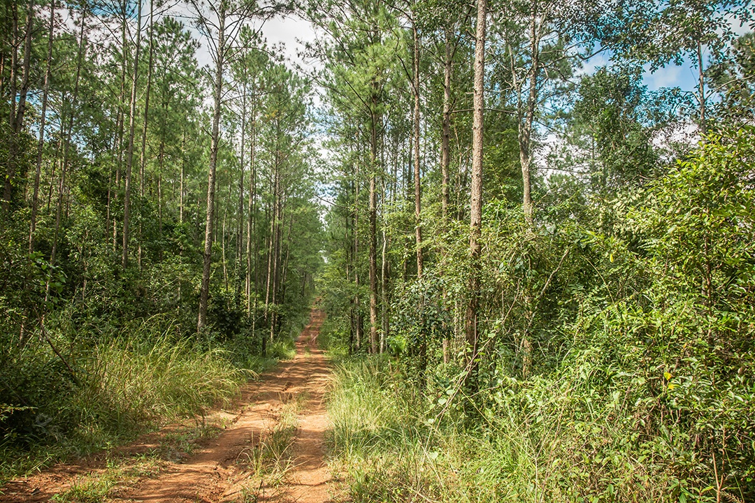 Olhe para cima na floresta de pinheiros Tailândia